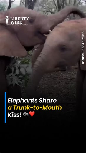 Liberty Wire on Instagram: "Elephants Share a Trunk-to-Mouth Kiss! ❤️ Trunk-to-mouth kissing is a common sign of affection in elephants. But watching these two do it in a more human-like way is truly special and heartwarming. Nature’s moments never fail to amaze! #LibertyWirein #Elephants #WildlifeLove #NatureMoments #AnimalAffection #Heartwarming"