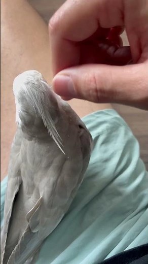 Pin Feathers Removal