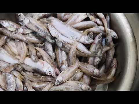 Hello friends😁👋Cleaning the Mini Fish🐟😄 Guys please Support me for 4k watch' hours🥺💔#help #support