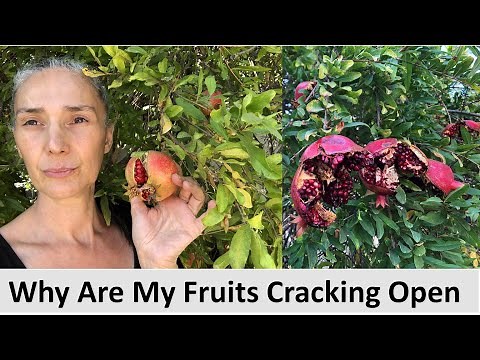 Why Are My fruits / Pomegranates Cracked Splitting Open - Backyard Gardening Tips