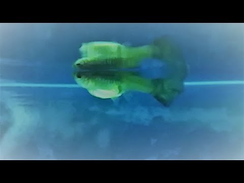 Signs of female guppy in labor - physical and behavioral signs of guppy is about to give birth