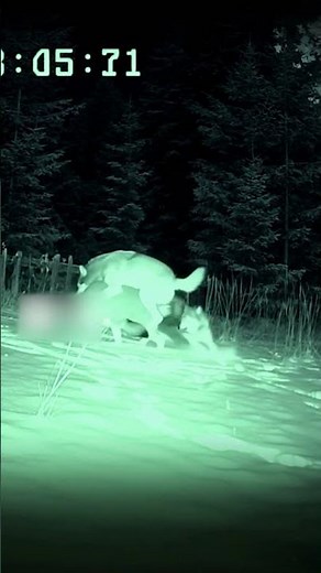 Wolf Pack Ambush Caught on Rural Property Security Camera at Dusk