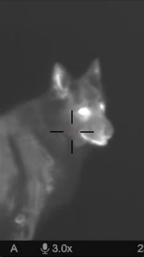 Close-Up Wolf Moment — Wild and Unscripted #hunting