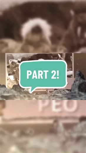 eskimoinuitvids on TikTok