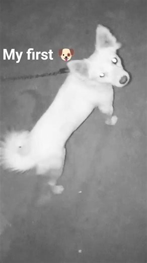 my first dog 🐕