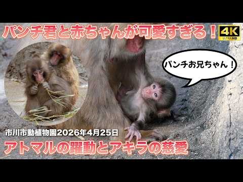 【4K】パンチ君と赤ちゃんが可愛すぎる！アグレッシブなアトマルと慈愛に満ちたアキラ 市川市動植物園 Ichikawa City Zoo Punch Monkey baby 2026年4月25日
