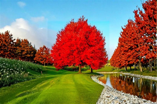 Red Maple 2 Live Trees 18" Tall (acer Rubrum) Bare Root Fall Color Tree - Etsy