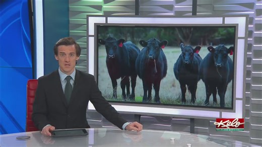 Anthrax confirmed in cattle at South Dakota auction