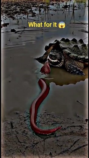 Deadly Snake Attacks Turtle 🐍🐢 Shocking Moment! #snake #turle #shorts