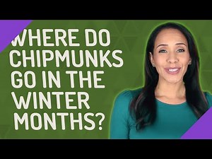 Where do chipmunks go in the winter months?