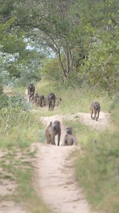 5.2K views · 83 reactions | Baboons are always fun to watch, as they...
