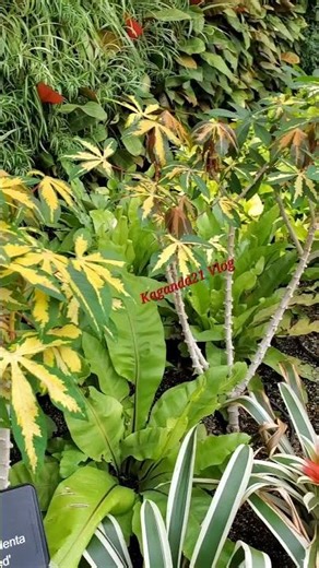 Tapioca Plants 🇨🇦 || Manihot Esculenta #shorts #amazing #wow #canada Vareigated