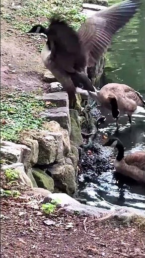 Adorable Baby Ducklings Following Mom 🐥🌊 Cutest Wildlife Moment