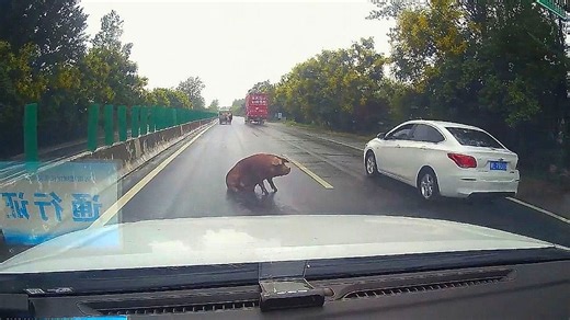 A pig escape! Piglets manage to escape from a moving truck in China