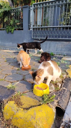 Say Bismillah before eating,, Dinner#cat#cats#kitten