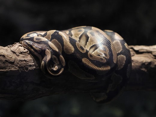 Huge African Rock Python Makes Itself At Home In Mbombela Residence [Video]