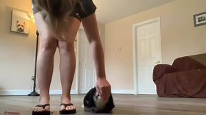 1.8K views · 69 reactions | Oslo, a Micro Bernedoodle baby, at Foundations Training! Seriously Adorable (on a micro level ) | Massachusetts Bernedoodles | Facebook