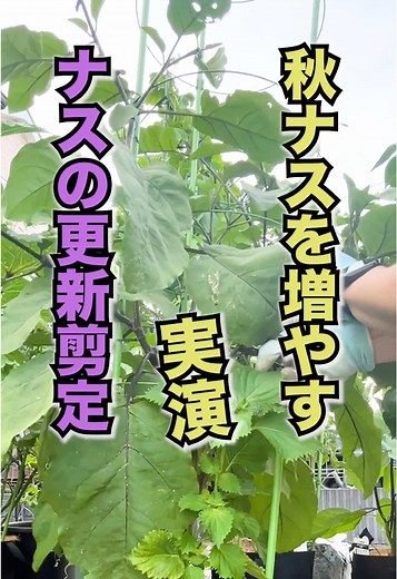 秋ナスの更新剪定と収穫技術