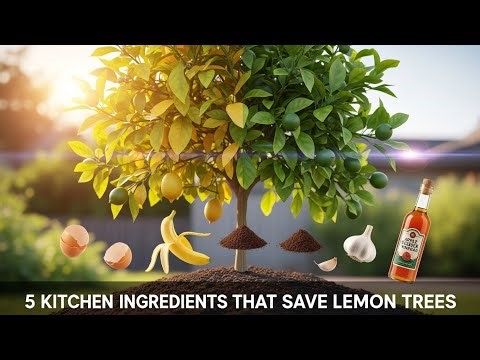 5 Kitchen Ingredients That will save your LEMON tree