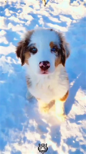 From Small to Mighty: The Incredible Growth of Animals