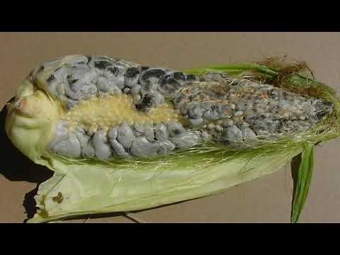Maize Diseases