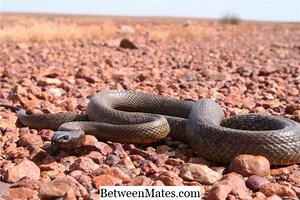 Der Unterschied zwischen Exceed und Accede Unterschied zwischen - Andere 2025