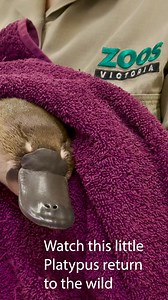 A precious Platypus has peacefully paddled off into the wild after receiving expert care for 10 months at Healesville Sanctuary. The young Platypus was underweight, alone, and nowhere near a waterway, when a couple of cyclists found him in the middle of the road on a hot day in February this year. He wouldn’t have survived much longer on his own. A dedicated team of animal experts spent countless hours nursing him back to health, before travelling to Mt Baw Baw in Victoria’s east to ensure he re