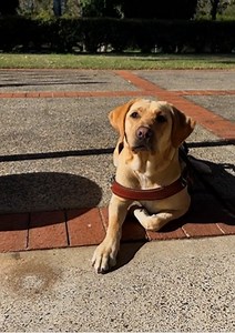 Lorraine’s a Guide Dog in training of course she can: Find the seat Navigate safely forward And one day be a pawsome Guide Dog to her future Handler! [Video Description: Guide Dog Trainer Kirsten and Guide Dog in training Lorraine navigate around yellow barricades as Kirsten instructs Lorraine to find the way. At the end of the barricades there is a plastic chair and Kirsten instructs Lorraine to find the seat. Lorraine nudges the seat with her head and gets a treat. The Guide Dogs logo appears.