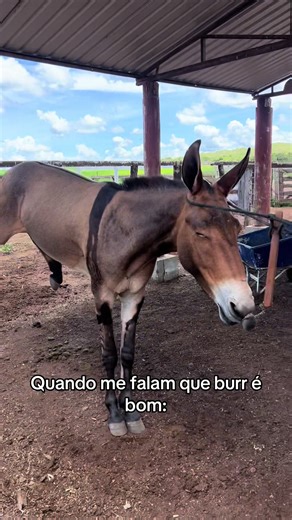 Os vídeos de italo_braga_ (@italo_braga_) com som original - boi salu