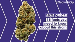 Things to know about the Blue Dream cannabis strain
