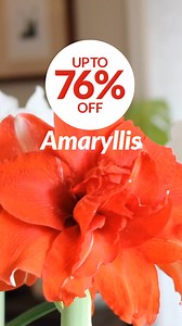 111 reactions · 49 shares | Save up to 76% on Amaryllis Bulbs - Easy Indoor Care | BloomingBulb | Facebook