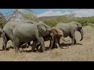 Rescue of Orphaned Elephant Kapei | Sheldrick Trust