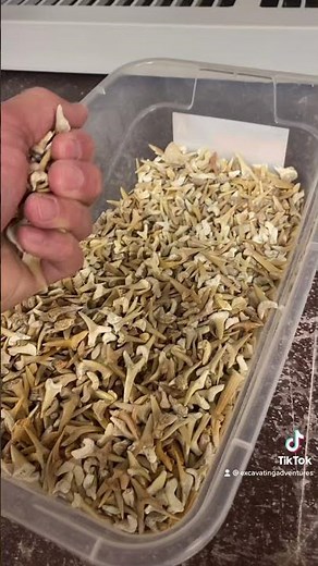 How To Make A Mini Shark Tooth Dig Kit
