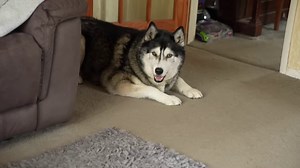 The laughs continue! Key arguing with a hamster that talks back! That surprised him! | Keyush the Stunt Dog