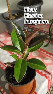 How to care for Ficus Elastica