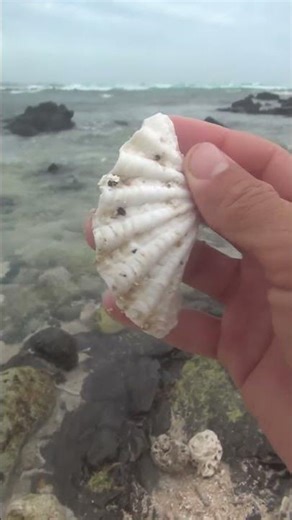 mini conch shell