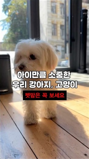 반려동물 소독티슈 추천｜식약처 허가 의약외품 에버프레쉬 블루, 일반 물티슈와 뭐가 다를까?