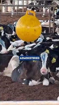 Probiotic for Cattle Farming