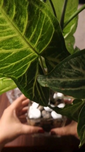 Home decoration with Crystal Plate | Indoor Plant Decor #shorts #homedecor #plants #indoorplants
