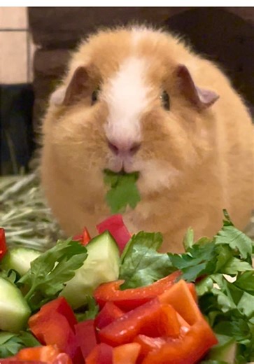 #guineapig #cochondinde #guineapigsoftiktok #humour 🌿 | guinea pig