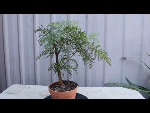 Grevillea robusta pre-bonsai repot and 2 months after update