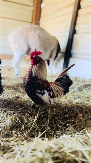 Mini Rooster