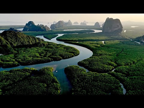 Amazon - The largest rainforest in the world / Documentary