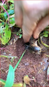 Skills man using bullet ants to attack crickets in deep hole for food | NaturalLife IQ