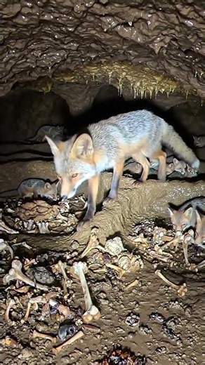 POV: Inside a Bat-Eared Fox's Hidden Underground Den 🦊 | Real Wildlife Camer