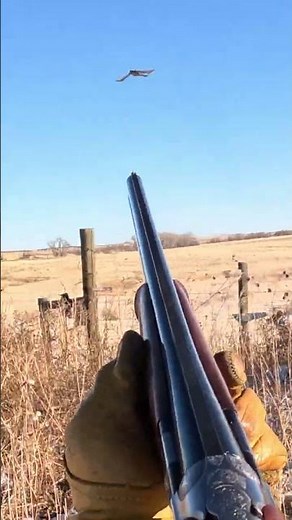Next Week's Preview Pheasant Hunting | Simple Hunts S78 #pheasanthunting #birddog #birdhunting