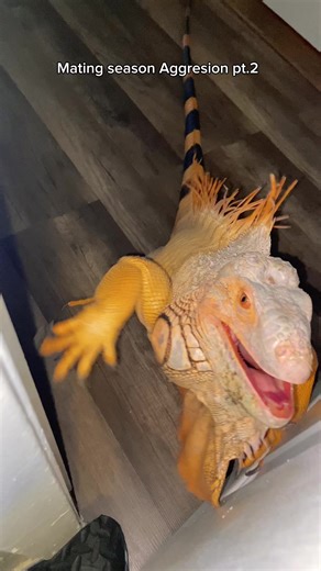 Part 2 Mating Season Aggression #pet #petlovers #reptile #iguana exotic pets | Rocket The Iggy