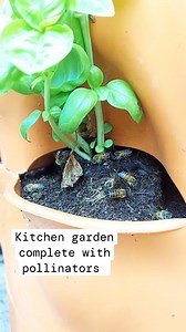Creating an organic, biodiverse garden doesn't just support your local ecosystem, but it attracts helpful pollinating friends, too 🐝 📹 : @hebertsworld | Garden Tower Project