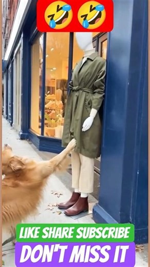 #funny #comedy #pets #animal #cat #dog #shorts #trending #viral #reels #edit #new #fun #laugh #cute