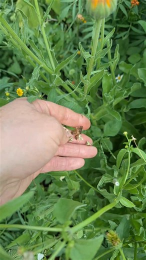 Calendula harvest🫶 | Back to Basics